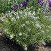 Amsonia String Theory - Perennial