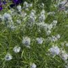 Amsonia String Theory - Perennial