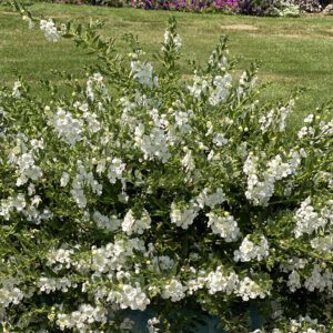 ANGELFACE® Cascade Snow Angelonia - Annual