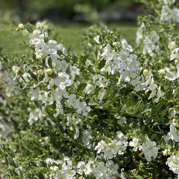 ANGELFACE® Cascade Snow Angelonia - Annual