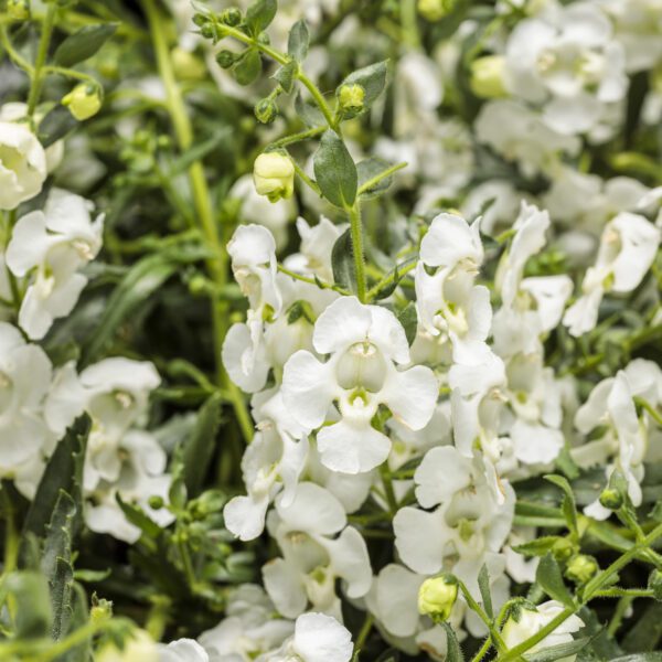 ANGELFACE® Cascade Snow Angelonia - Annual