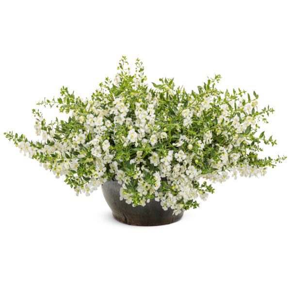 ANGELFACE® Cascade Snow Angelonia - Annual