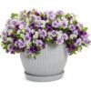 Annual Combination Amethyst Dreams - Annual