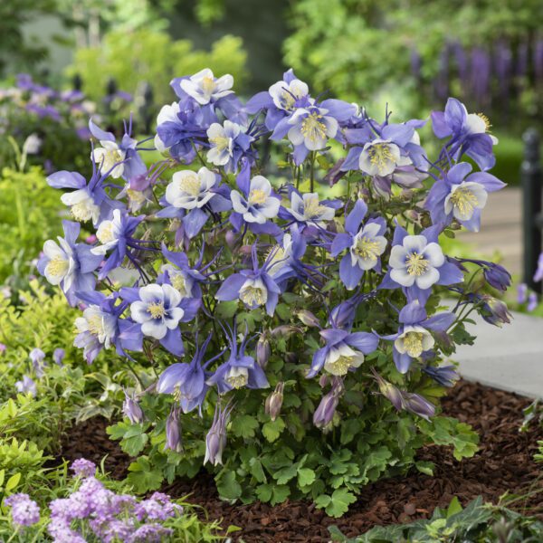 Aquilegia Earlybird Blue White - Perennial