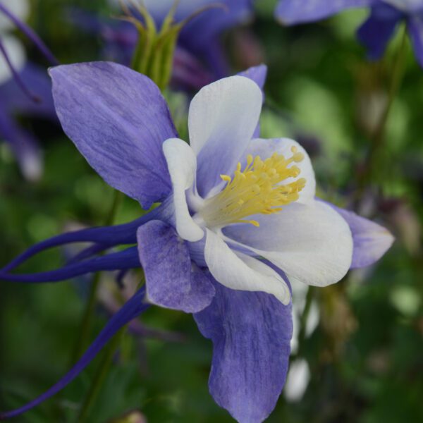 Aquilegia Earlybird Blue White - Perennial