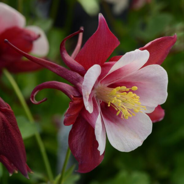 Aquilegia Earlybird Red White - Perennial