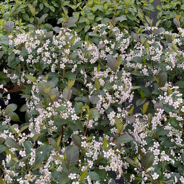 LOW SCAPE SNOWFIRE™ Aronia - Shrub