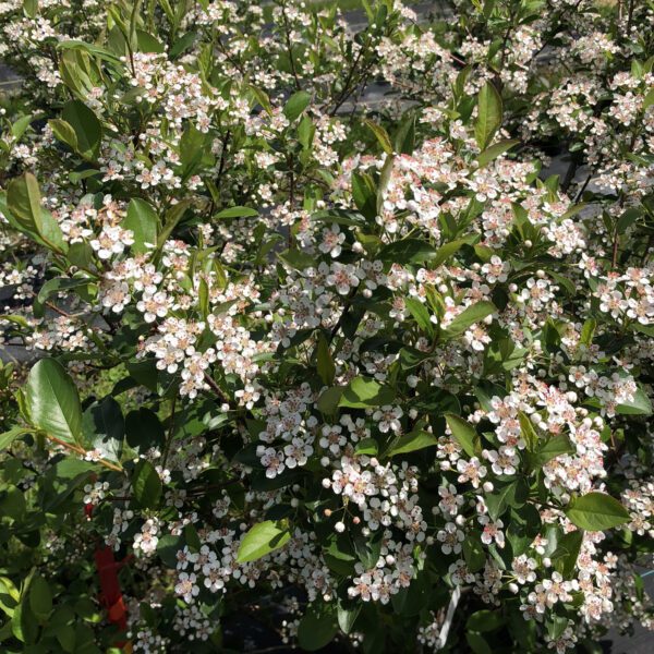 LOW SCAPE SNOWFIRE™ Aronia - Shrub