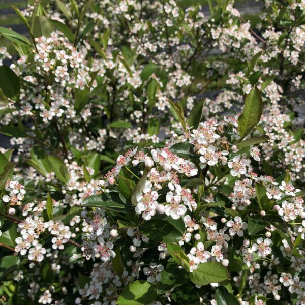 LOW SCAPE SNOWFIRE™ Aronia - Shrub