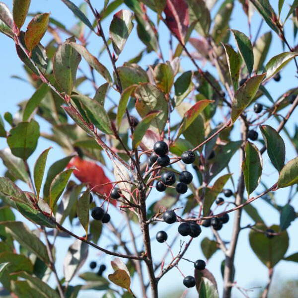 LOW SCAPE SNOWFIRE™ Aronia - Shrub