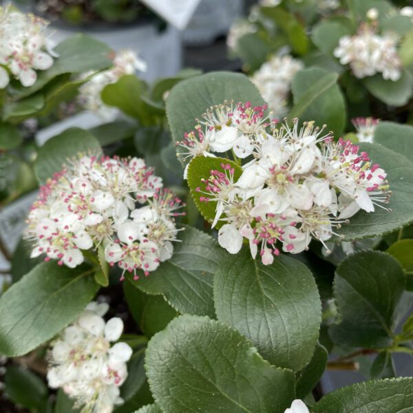 LOW SCAPE MOUND™ Aronia - Shrub