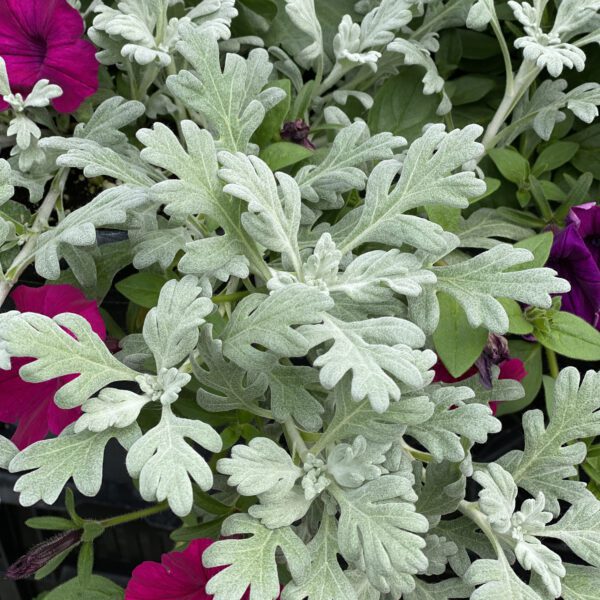 SILVER BULLET® Artemisia - Annual