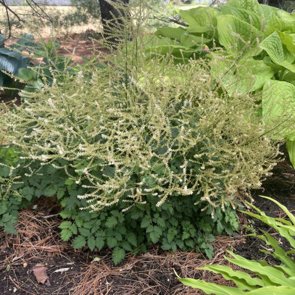 Aruncus Chantilly Lace - Perennial