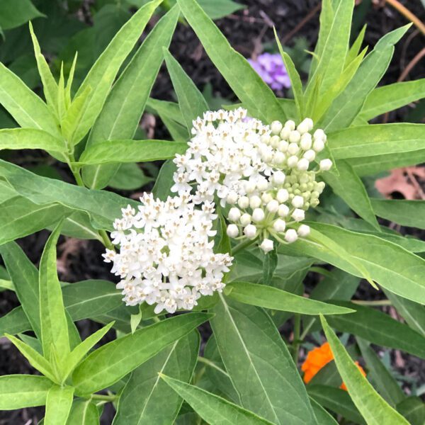 Asclepias Ice Ballet - Perennial