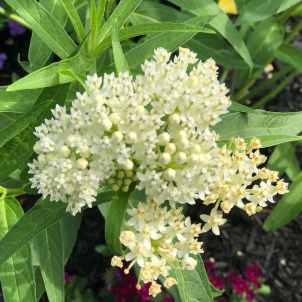 Asclepias incarnata Milkmaid - Perennial