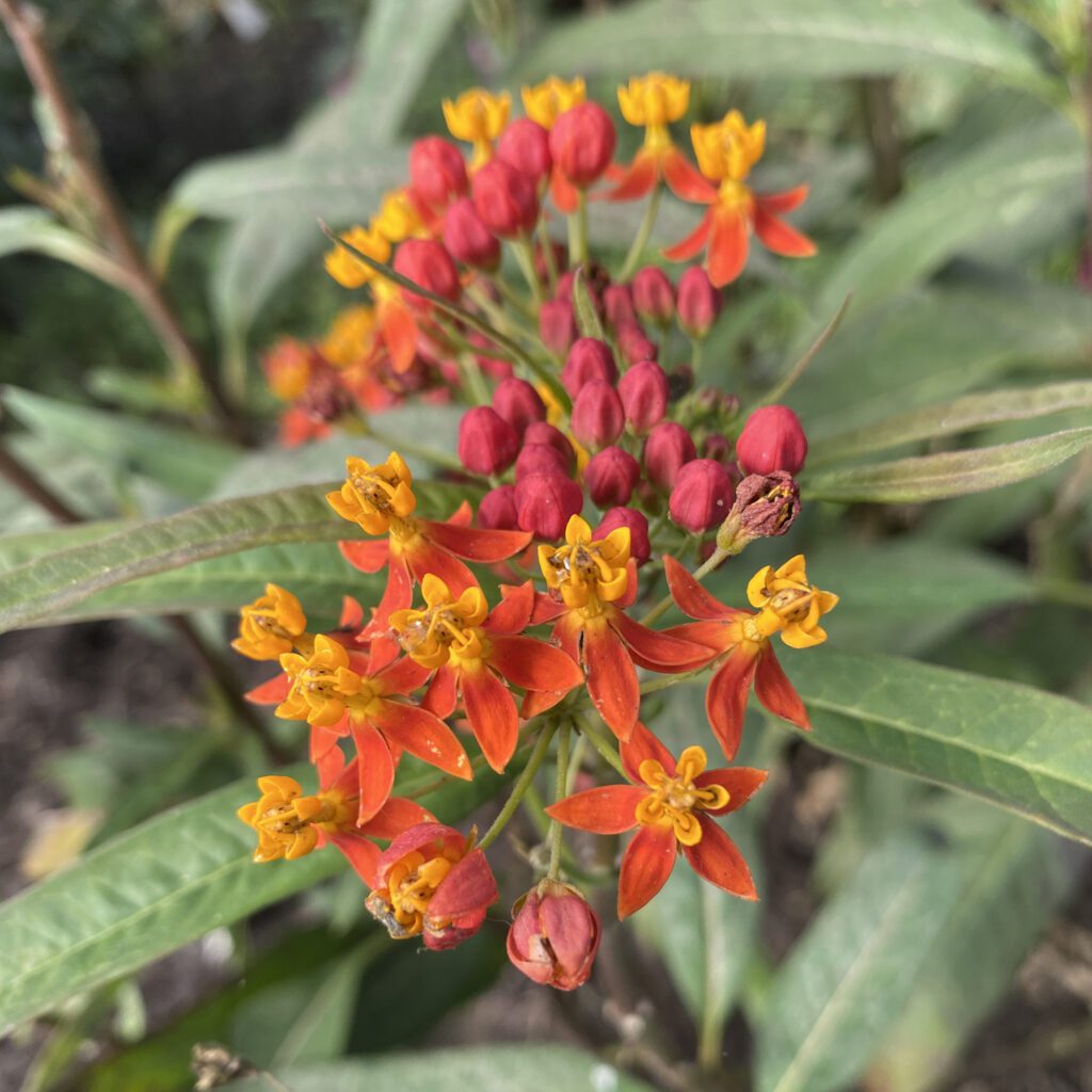 Asclepias Orange - Annual