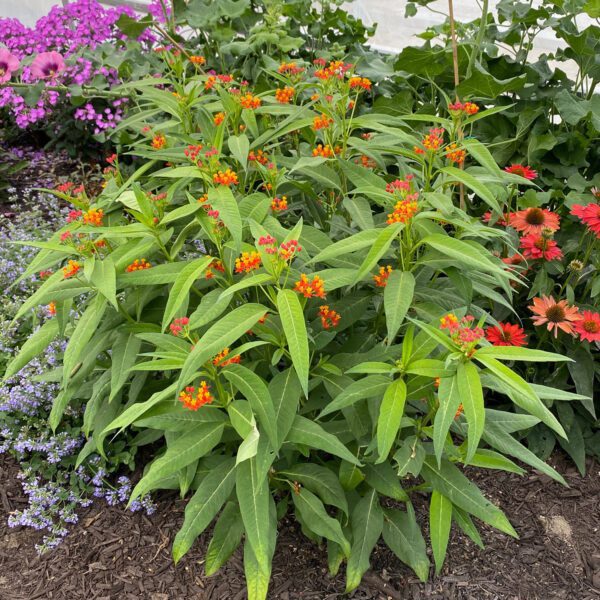 Asclepias Orange - Annual