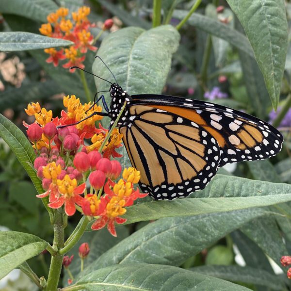 Asclepias Orange - Annual