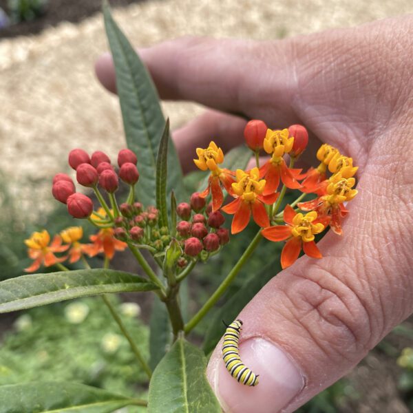 Asclepias Orange - Annual