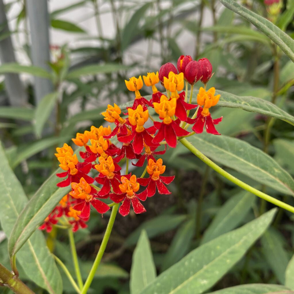Asclepias Red - Annual