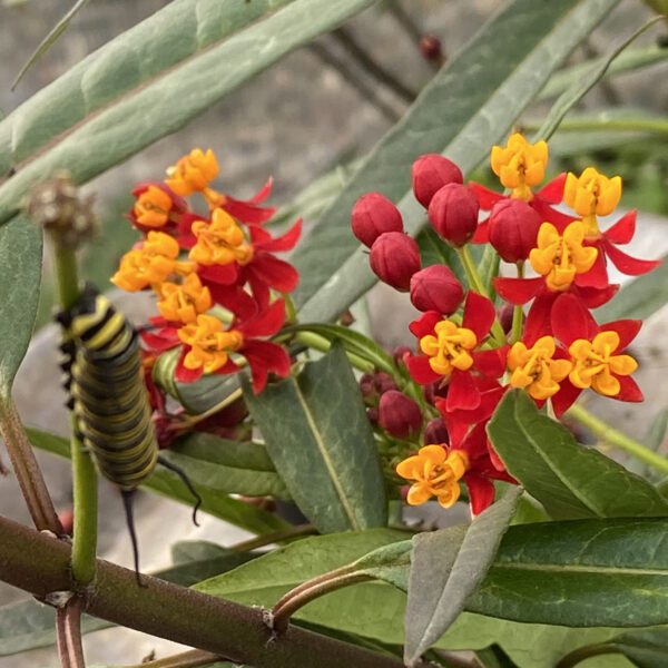 Asclepias Red - Annual