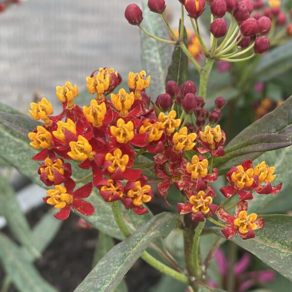 Asclepias Red - Annual
