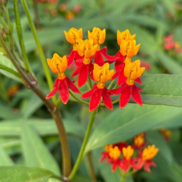 Asclepias Silky Deep Red - Annual