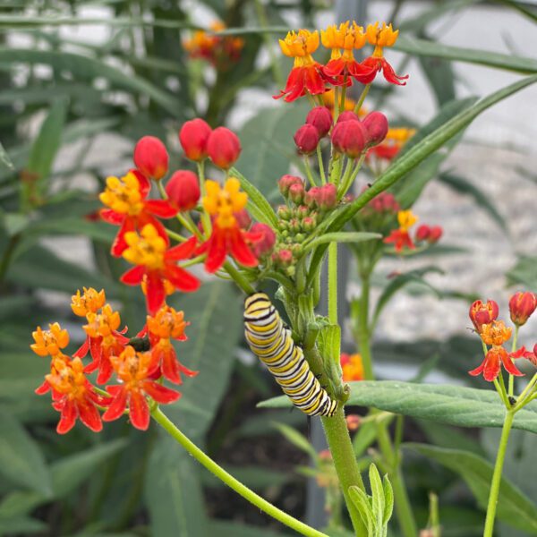 Asclepias Silky Deep Red - Annual