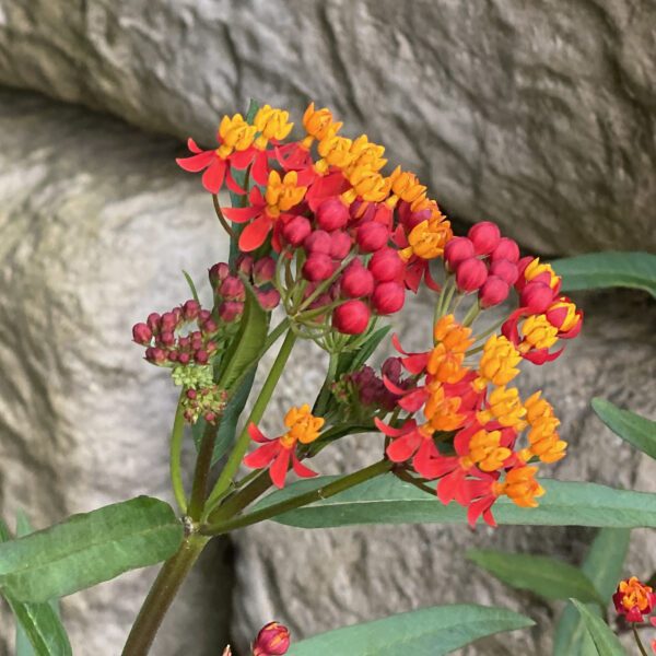 Asclepias Silky Deep Red - Annual