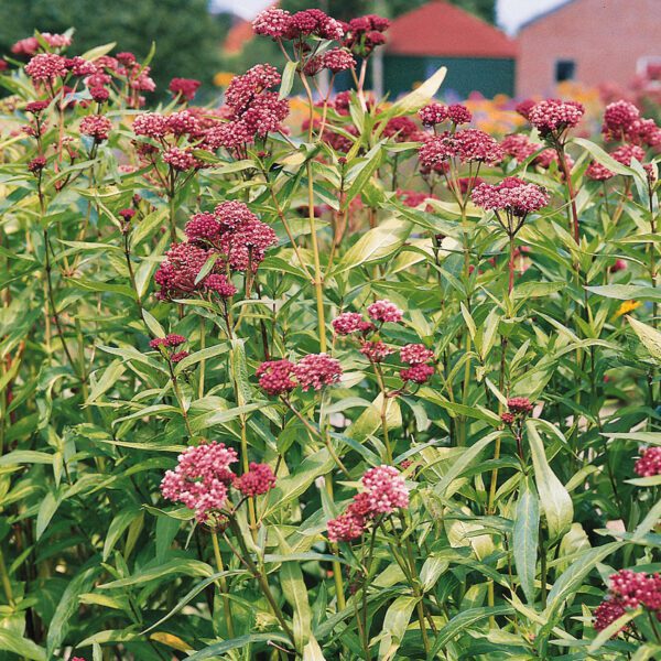 Asclepias Soulmate - Perennial