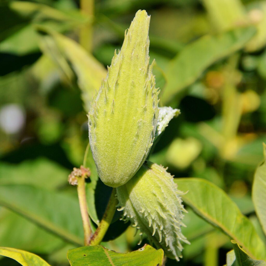 Aclepias speciosa - Milkweed - Perennial