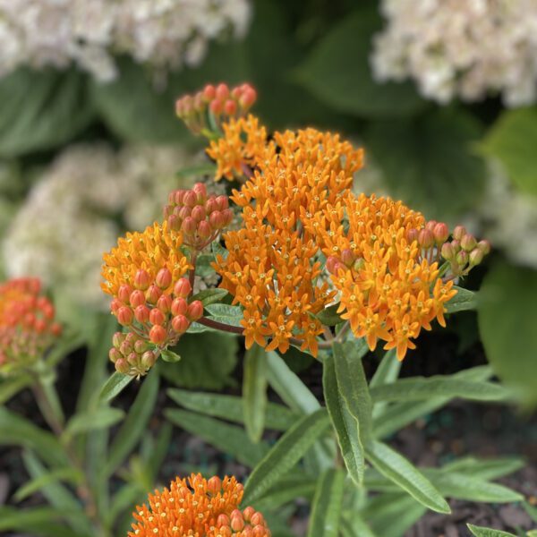 Asclepias tuberosa - Perennial