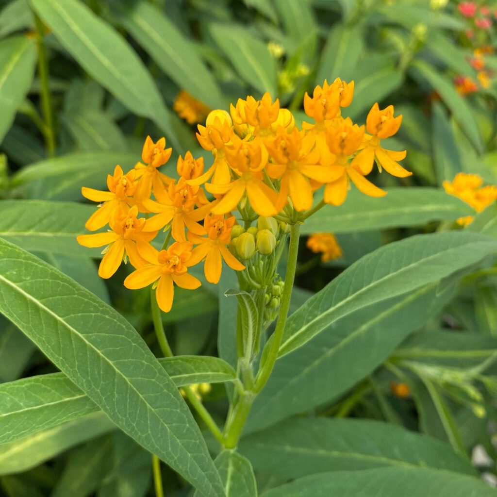 Asclepias Yellow - Annual