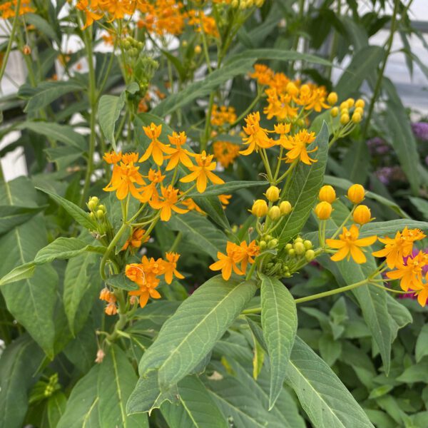 Asclepias Yellow - Annual