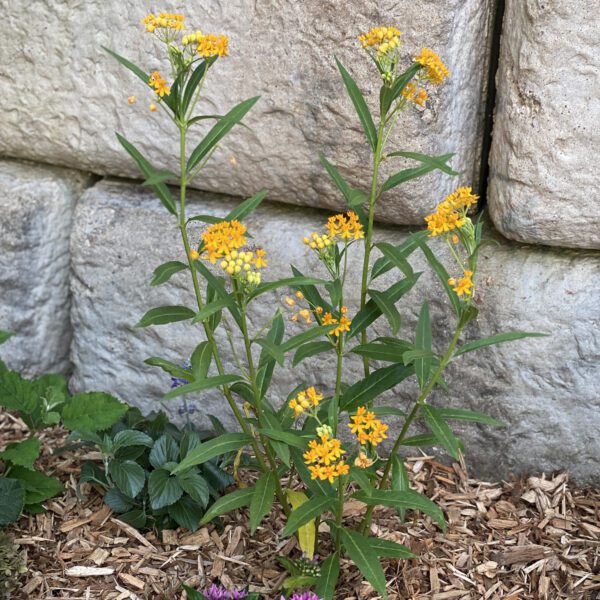 Asclepias Yellow - Annual