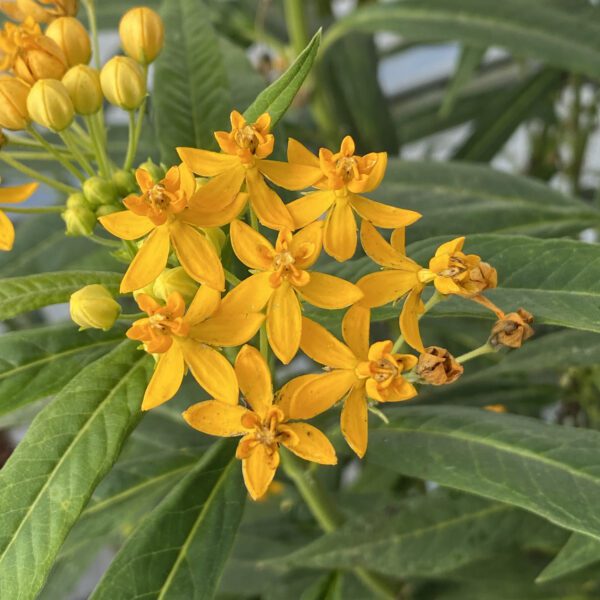 Asclepias Yellow - Annual