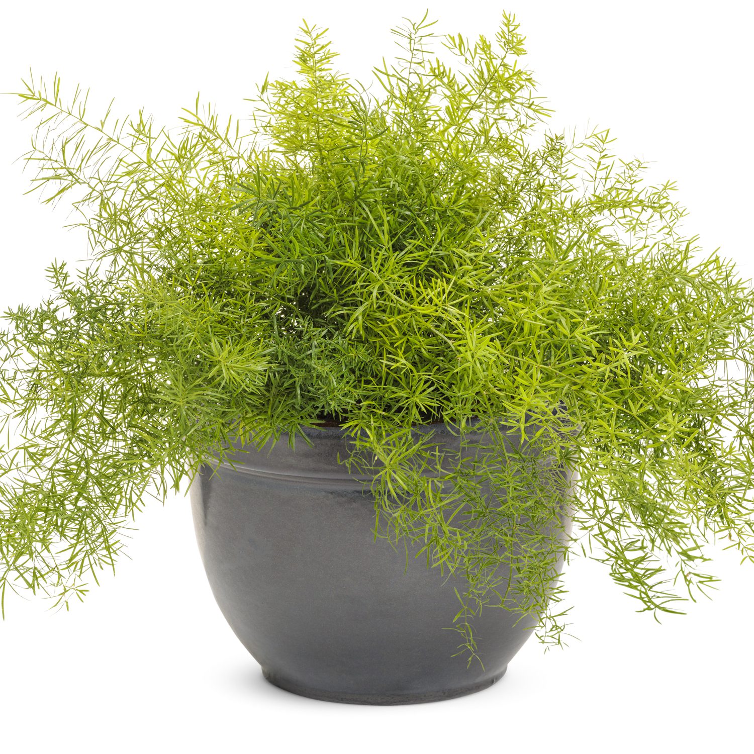 Asparagus Sprengeri - Buy Asparagus Fern Annuals Online