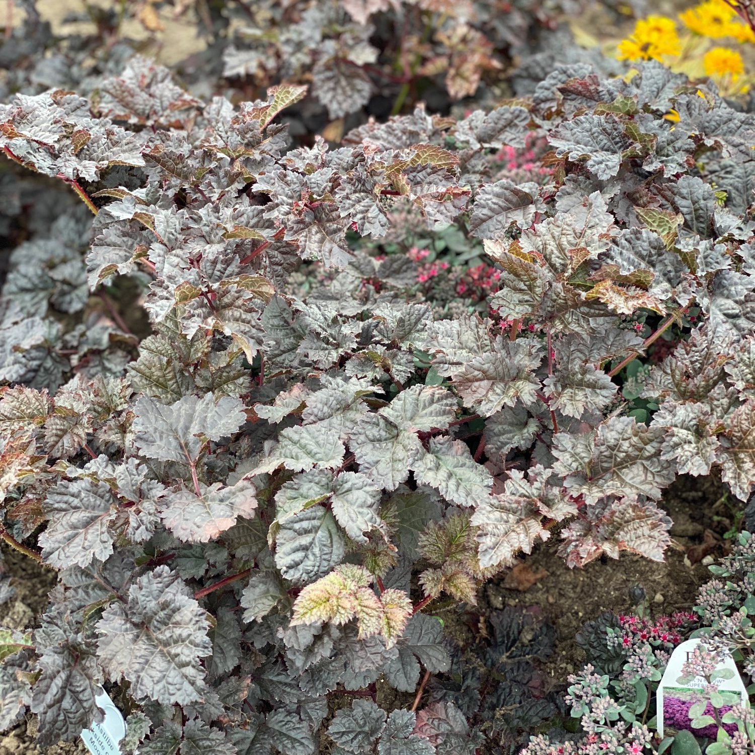 Astilbe Dark Side of The Moon - Perennial
