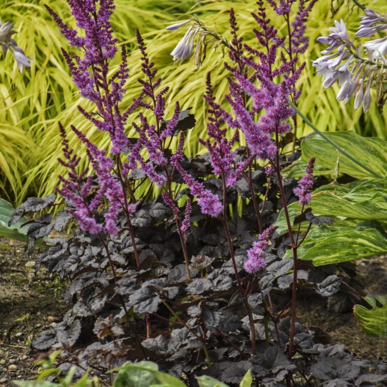 Astilbe 'Dark Side of The Moon' Garden Crossings