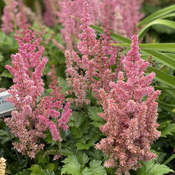 Astilbe Little Vision in Pink - Perennial