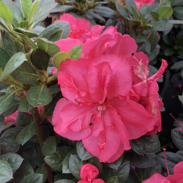 PERFECTO MUNDO EPIC CORAL™ Azalea - Shrub