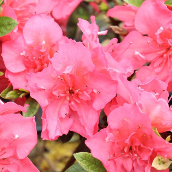 PERFECTO MUNDO EPIC CORAL™ Azalea - Shrub