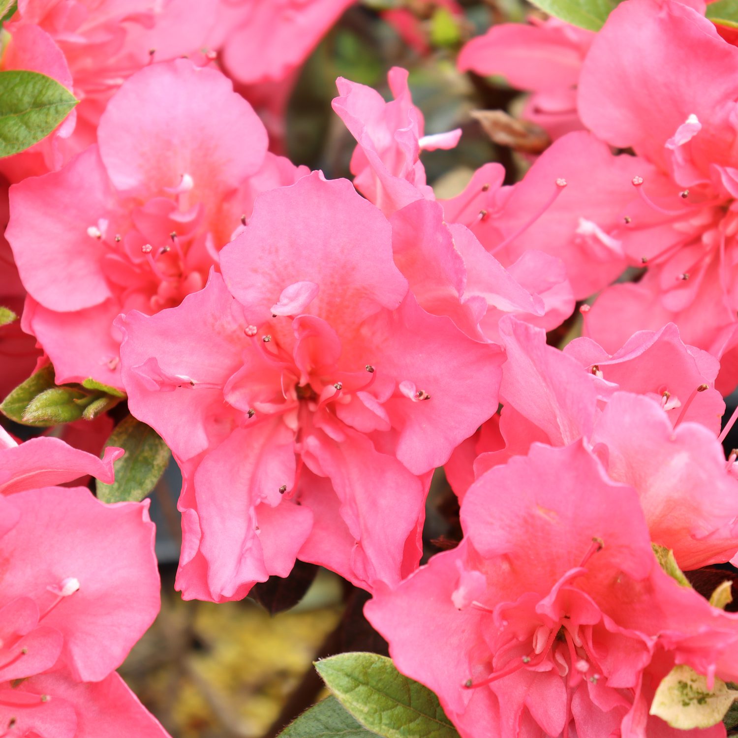 PERFECTO MUNDO EPIC CORAL™ Azalea - Shrub