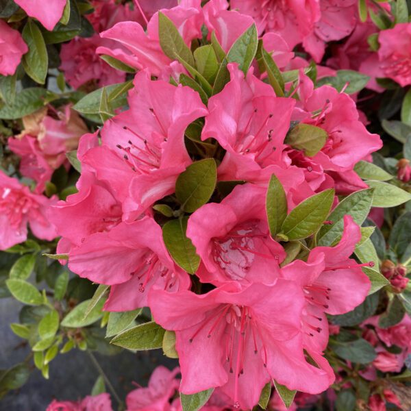 PERFECTO MUNDO EPIC CORAL™ Azalea - Shrub