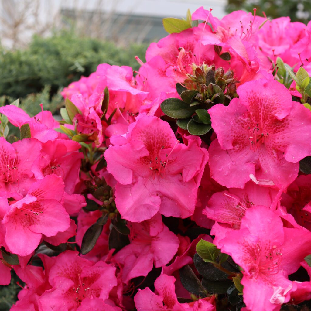 PERFECTO MUNDO EPIC PINK™ Azalea - Shrub