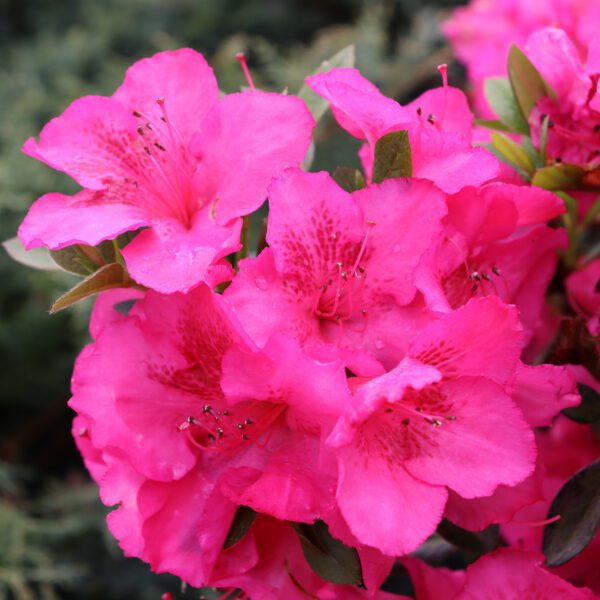 PERFECTO MUNDO EPIC PINK™ Azalea - Shrub