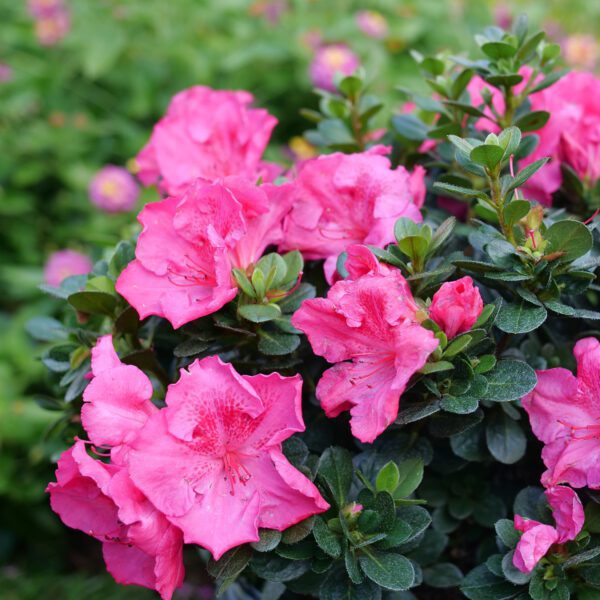 PERFECTO MUNDO EPIC PINK™ Azalea - Shrub