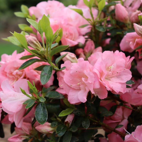 PERFECTO MUNDO PINK CARPET™ Azalea - Shrub