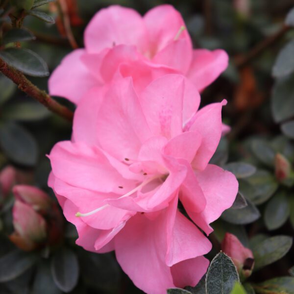 PERFECTO MUNDO PINK CARPET™ Azalea - Shrub