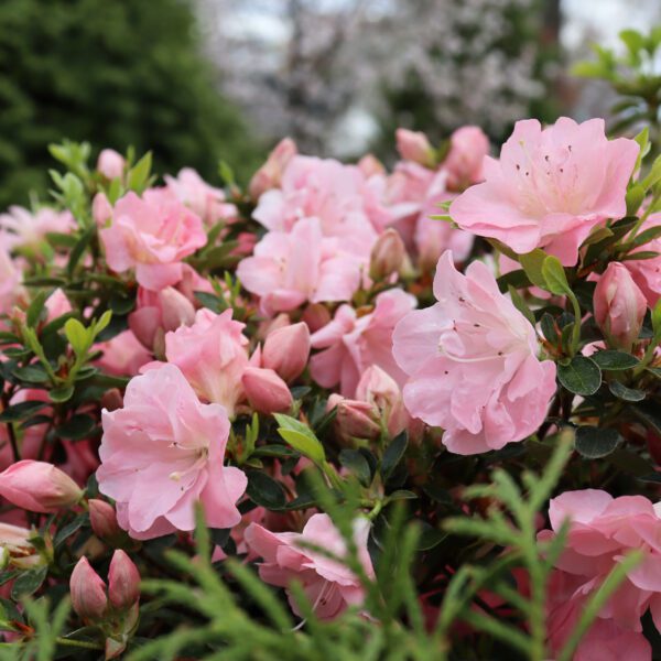 PERFECTO MUNDO PINK CARPET™ Azalea - Shrub